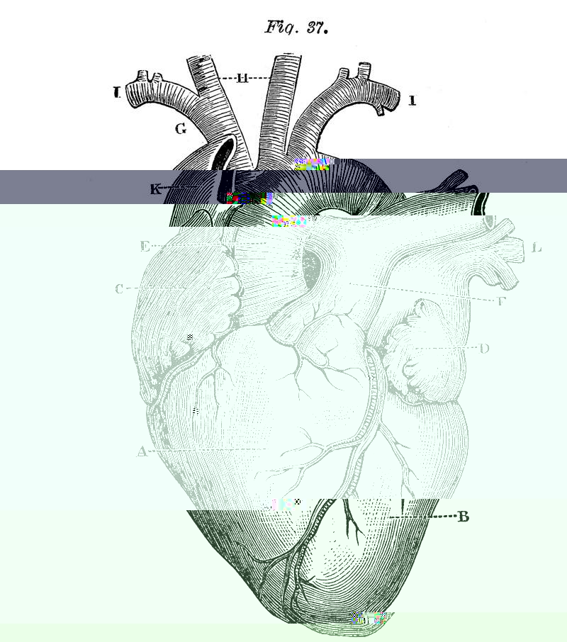 anatomy