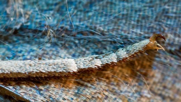 Maja Wolińska, Strata