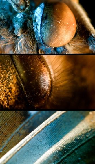 dr hab. Maja Wolińska dr hab. Maja Wolińska