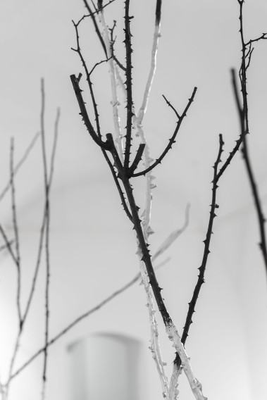 Anna Bujak, Rosarium 2025, fot. Sonia Bober