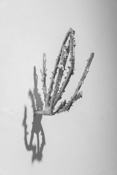 Anna Bujak, Rosarium 2025, fot. Sonia Bober