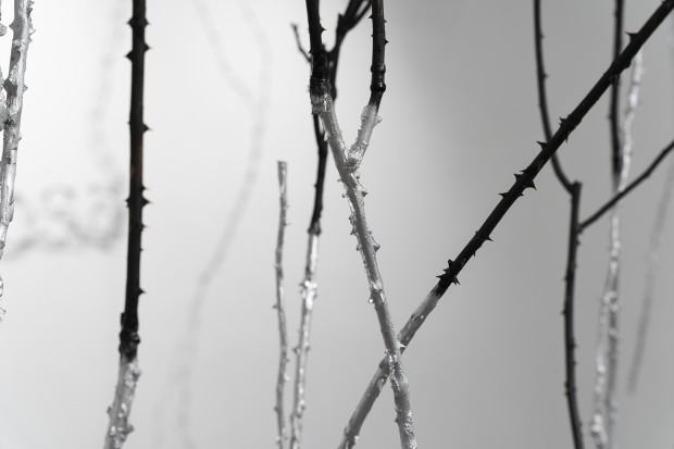 Anna Bujak, Rosarium, fot. Sonia Bober