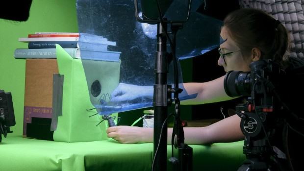 Dyplom Antonina Karnicka