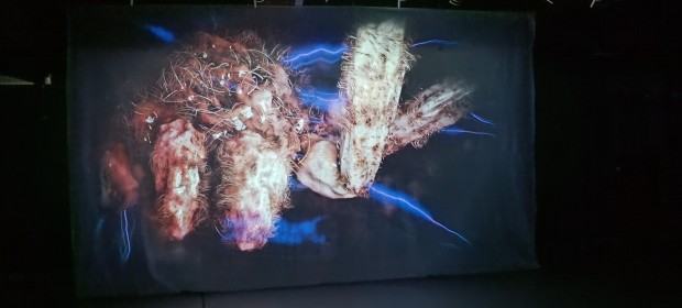 Dyplom Dominika Firla