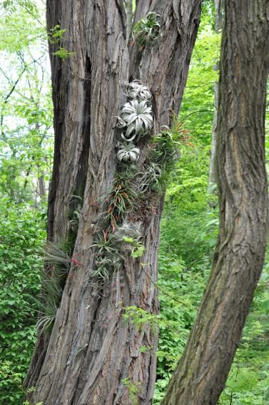 Karolina Freino, Spera