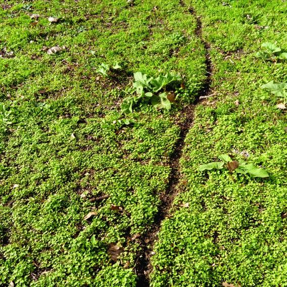 Maria Bitka, Ścieżki ludzi i ścieżki mrówek