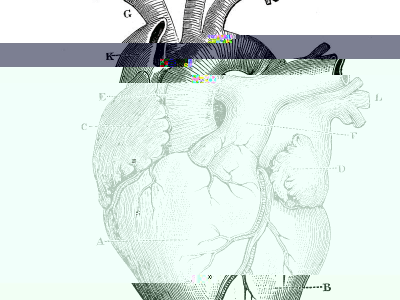 anatomy