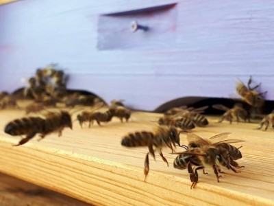 Pszczoły na ASP