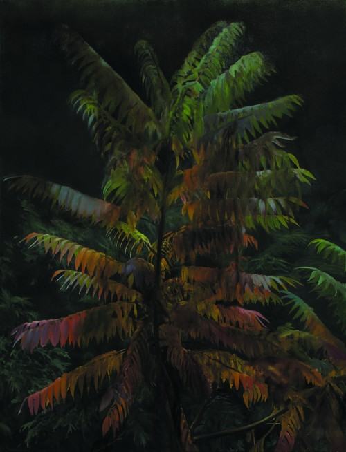 51505066.jpg Paweł Basnik, Rus Typhina, 2017