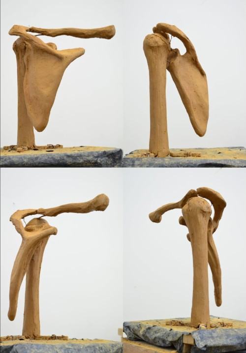 Kinga Żelazko, Fragment anatomiczny