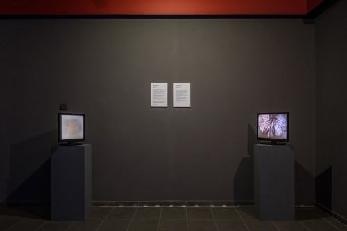 67826219.jpg fot. Michał Pietrzak