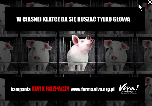 06052010_Baner2 Zwycięski banner.