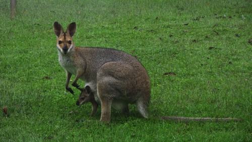 Wystawa w USQ: wallaby.