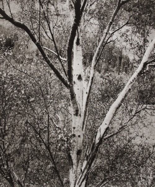 Norman McBeath, By the River, photogravure, 76x56