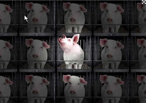 06052010_Baner1 Zwycięski banner.