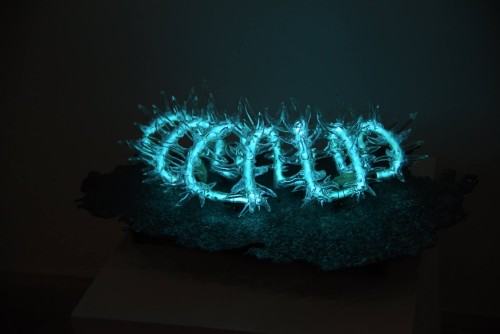 96152497.jpg K.Mroz / foto: Antonio Georgiev-Hadjihristov