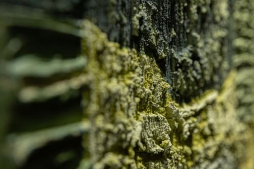 Strukturalne obsesje Strukturalne obsesje