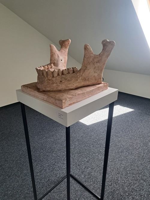 Kooości