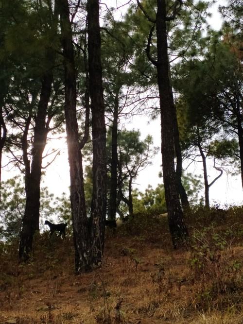 Międzynarodowa rezydencja artystyczna CHITRASHAALA 2024 (Dharamshala, Indie)