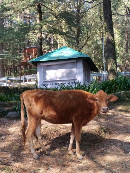 Międzynarodowa rezydencja artystyczna CHITRASHAALA 2024 (Dharamshala, Indie)