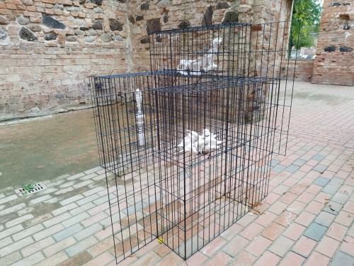 Praca Katarzyny Adaszewskiej Praca Katarzyny Adaszewskiej