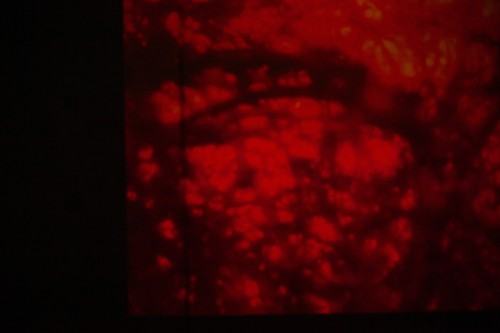 fotorelacja z wystawy TINNITUS AURIS fotorelacja z wystawy TINNITUS AURIS