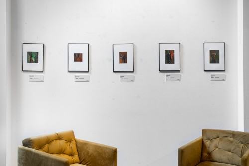 Joanna Miś - Natural Connection