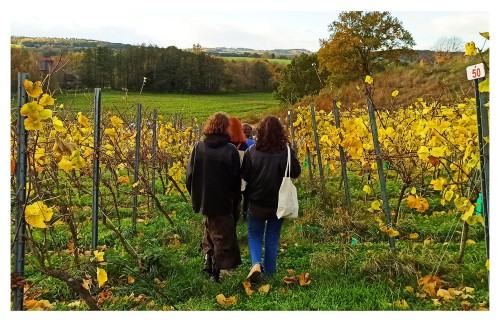 Podsumowanie współpracy z Winnicą Niemczańską Podsumowanie współpracy z Winnicą Niemczańską