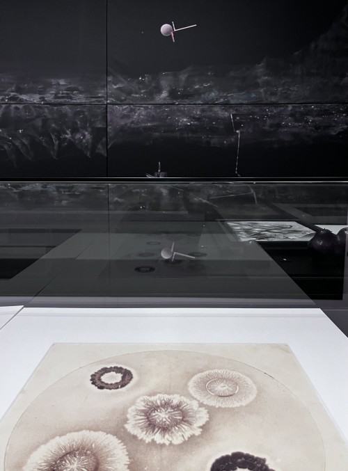 Morgenröte. Łukasz Huculak sieht Jacob Böhme