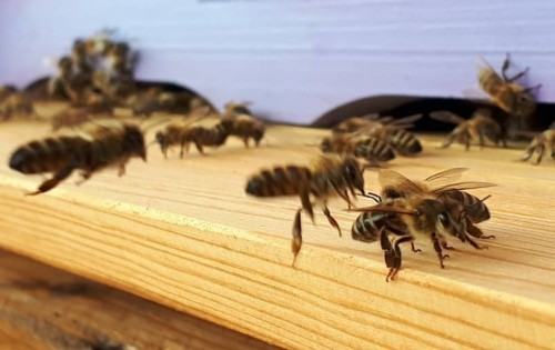 Pszczoły na ASP