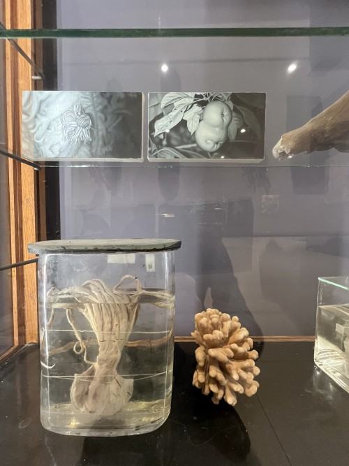 Na pograniczu światów IV. Imperium chlorofilu