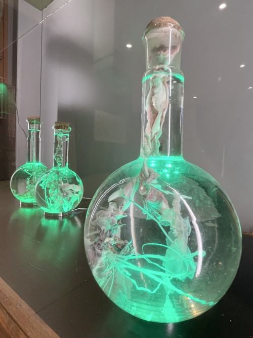 Na pograniczu światów IV. Imperium chlorofilu