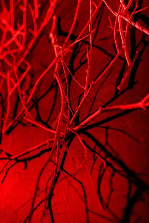 Koncert Frise Lumière i wystawa † A  M  B  I  E  N  T † Łukasz Paluch