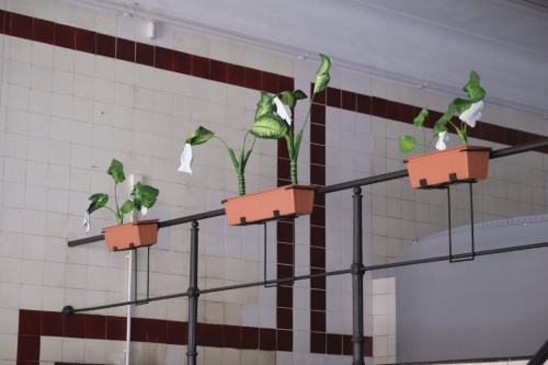 pawee-czekanuski-tylko-kwiaty-przezcyjae.jpg Paweł Czekański