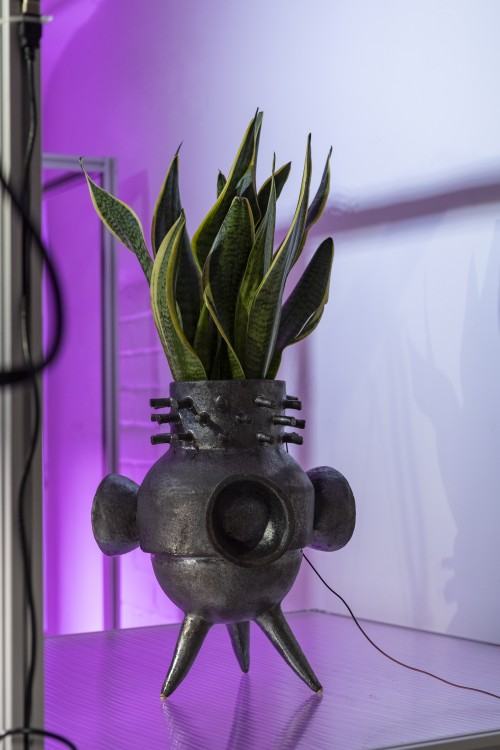 plantifictions_phd_pabloramirezgonzalez