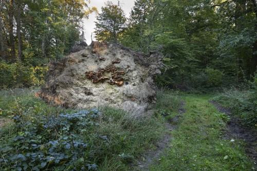 ramirez_pablo_gonzalea_mycelium-networks-of-sticky-transmission_1.jpg Ramirez Pablo Gonzalez, Mycelium, networks of sticky transmission