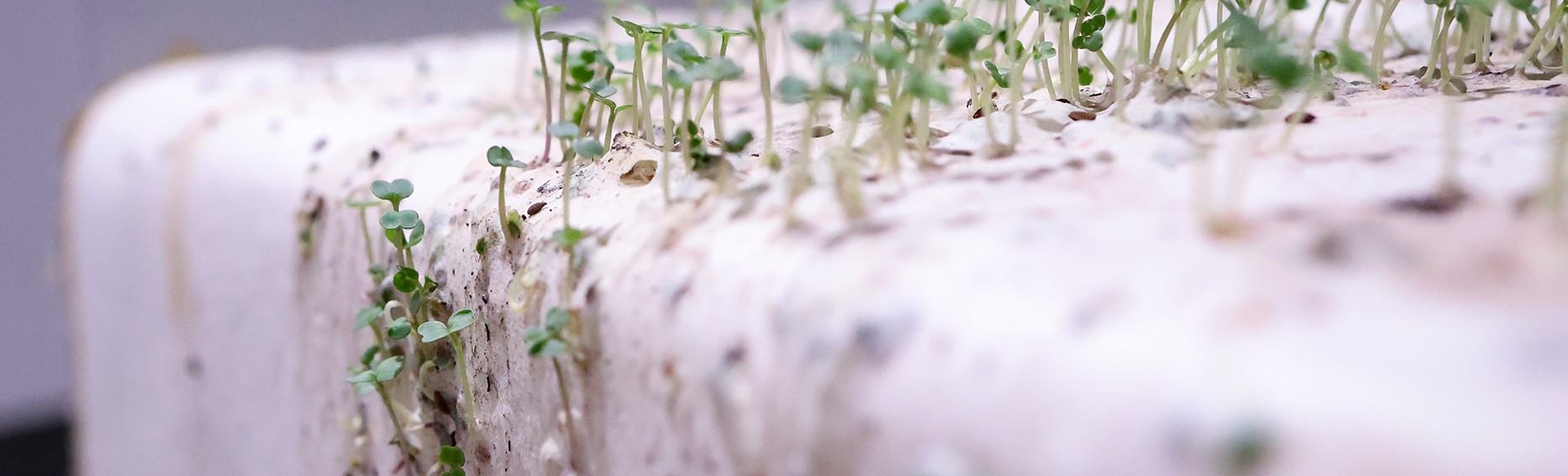 Niepokorna ziemia / Papier lakmusowy.